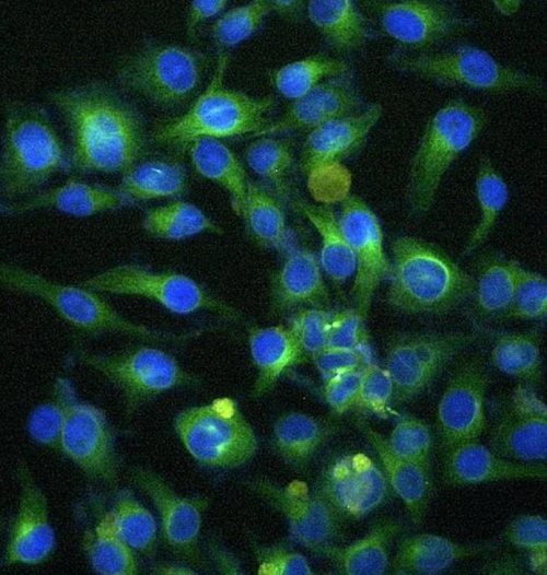 Anti-alpha-Tubulin Biotin