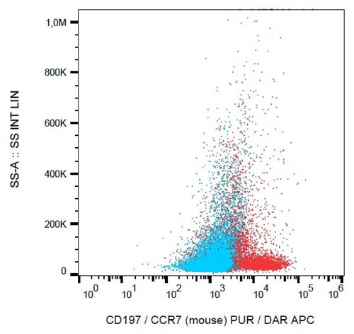 Anti-Ms CD197 Purified