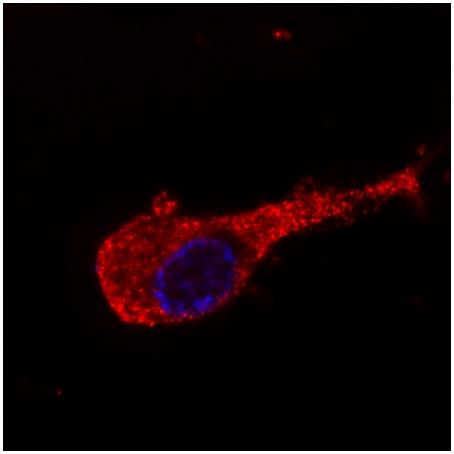 Anti-Neurofilament M Purified