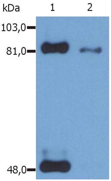 Anti-Hu STAT1 (pS727) Purified