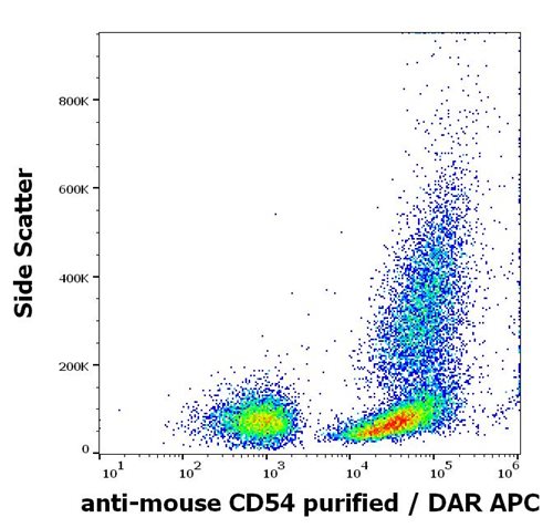 Anti-Ms CD54 Purified