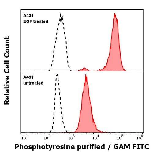 Anti-Phosphotyrosine Purified