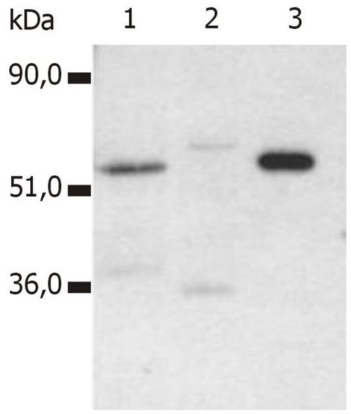 Anti-Hu CD4 Purified