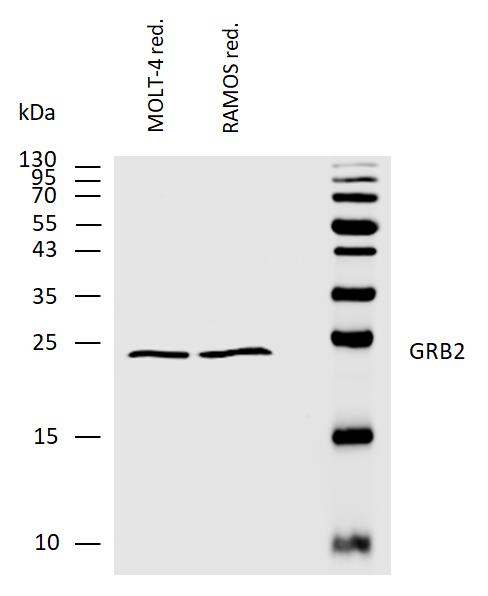 Anti-GRB2 Purified