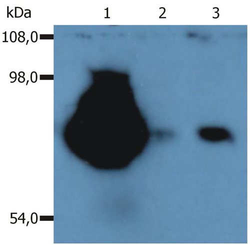 Anti-Hu CD44 Purified