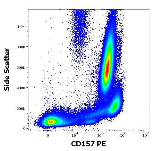 Anti-Hu CD157 PE