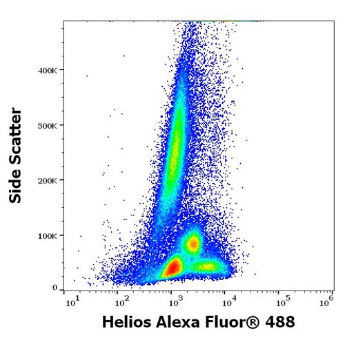 Anti-Helios Alexa Fluor<sup>®</sup> 488