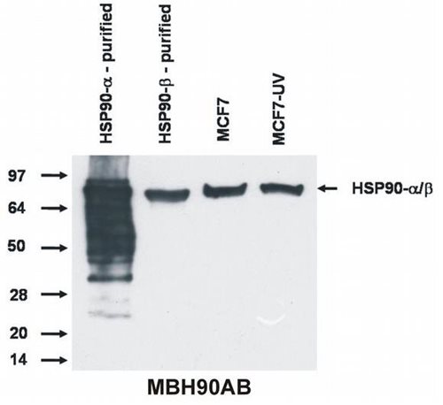 Anti-HSP90 alpha/beta Purified