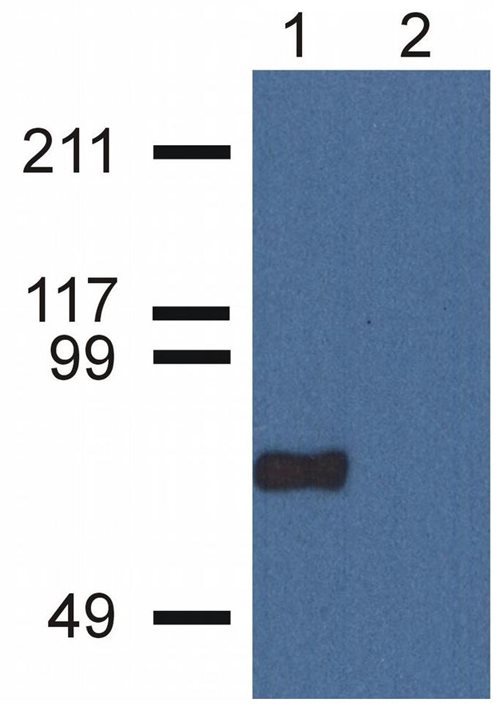 Anti-CPNE7 Purified