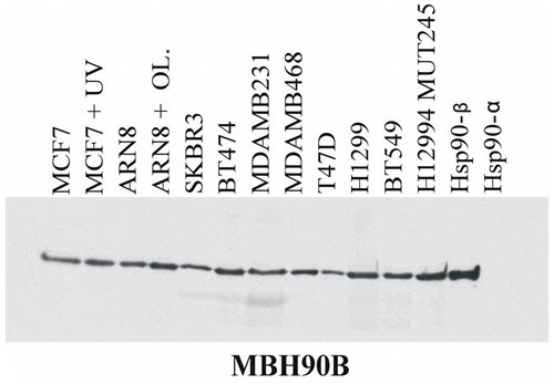 Anti-HSP90 beta Purified