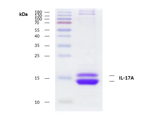 Recombinant human Interleukin-17A