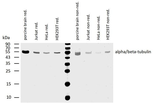 Anti-alpha/beta-Tubulin dimer Purified