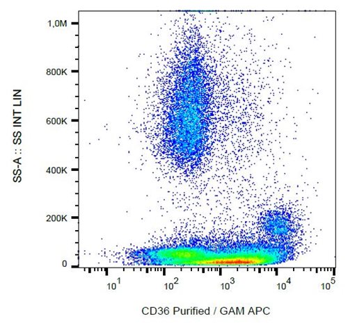 Anti-Hu CD36 Purified