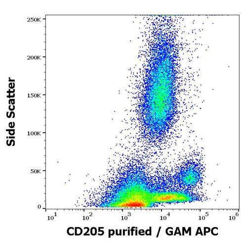 Anti-Hu CD205 Purified