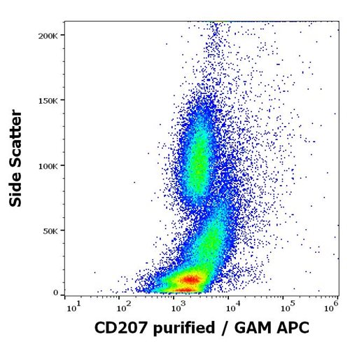 Anti-Hu CD207 Purified