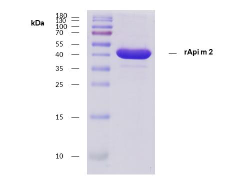 rApi m 2 (Apis mellifera 2.0101)