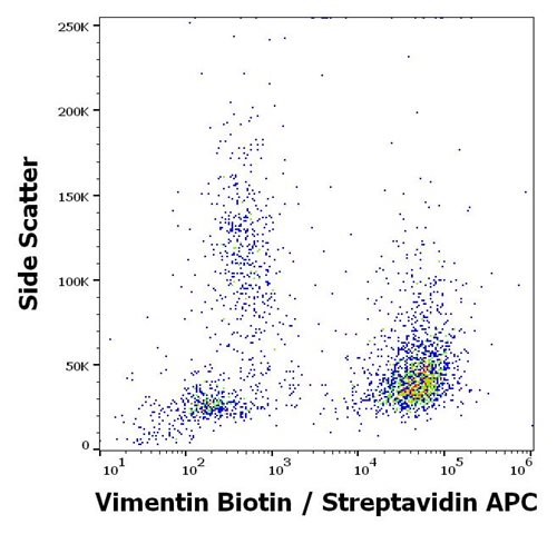 Anti-Vimentin Biotin