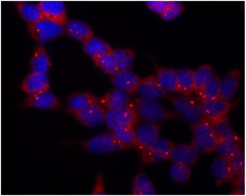 Anti-gamma-Tubulin Purified