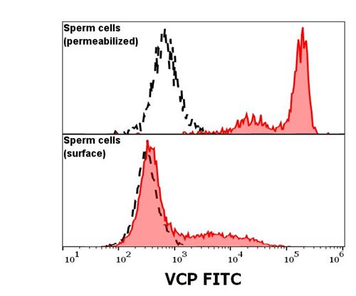 Anti-VCP FITC