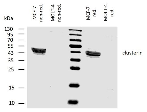 Anti-Clusterin Purified