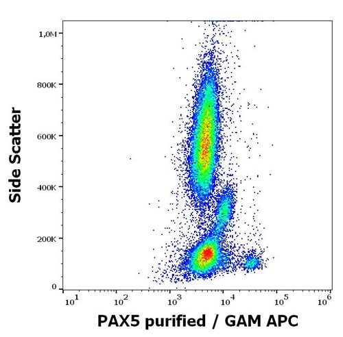 Anti-PAX5 Purified