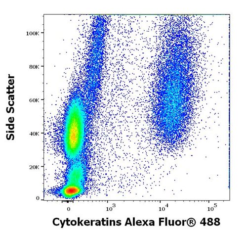 Anti-Cytokeratins Alexa Fluor<sup>®</sup> 488