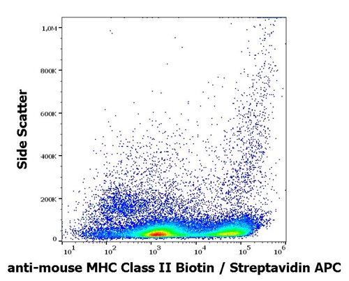 Anti-Ms MHC Class II Biotin