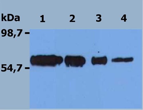 Recombinant human DR6/Fc Chimera