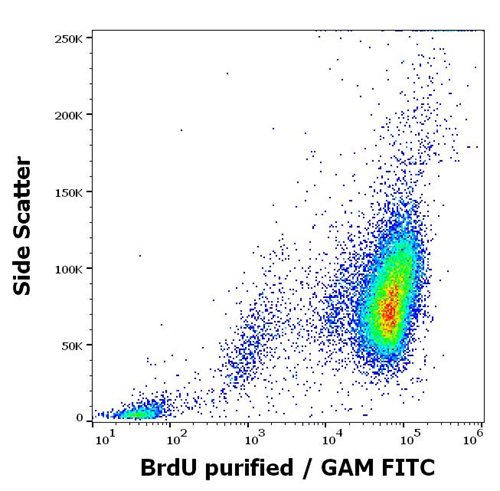 Anti-BrdU Purified