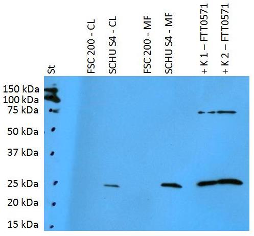 Anti-FTT0571 (F. tularensis ssp. tularensis) Purified