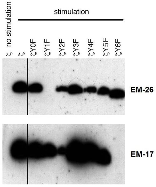 Anti-Hu CD3 zeta (pY153) Purified