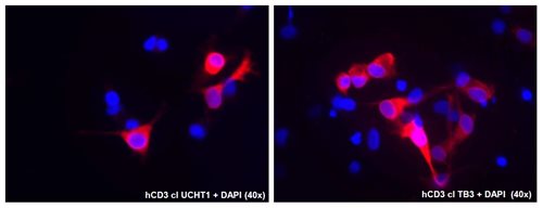 Anti-Hu CD3 Purified