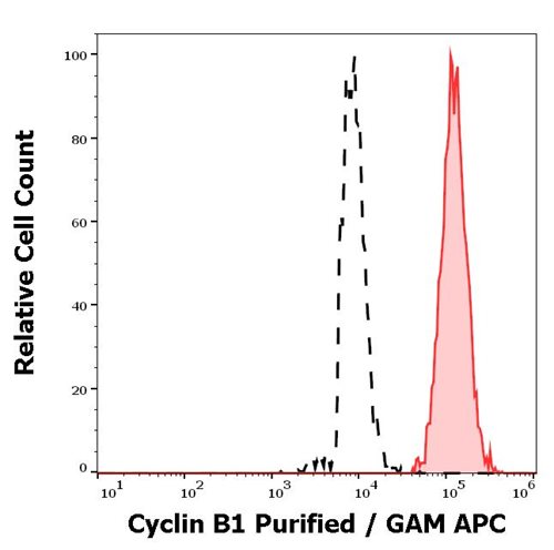 Anti-Cyclin B1 Purified