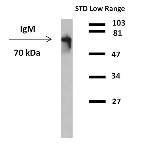 Anti-Hu IgM HRP