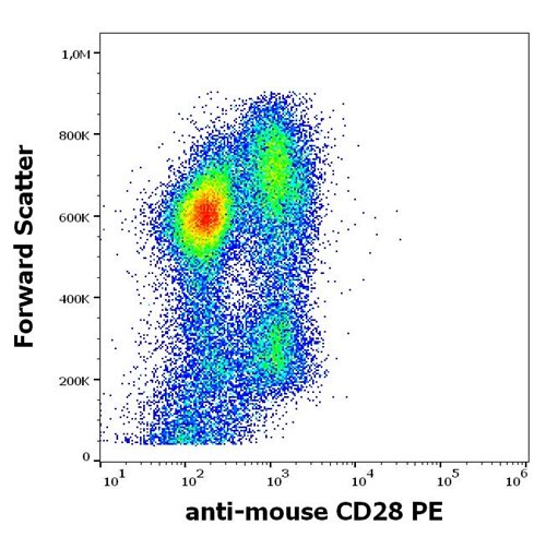 Anti-Ms CD28 PE