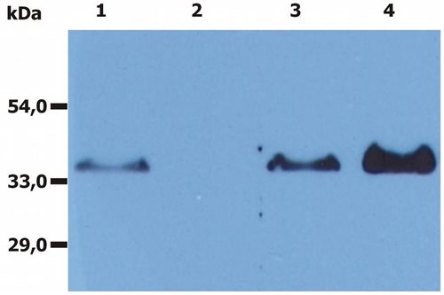 Anti-Hu CD20 Purified