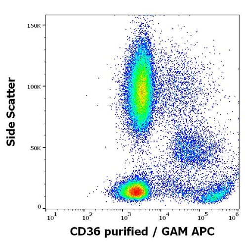 Anti-Hu CD36 Purified