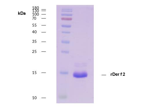 rDer f 2 (Dermatophagoides farinae 2.0116)