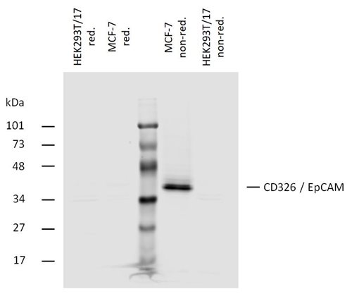 Anti-Hu CD326 Purified