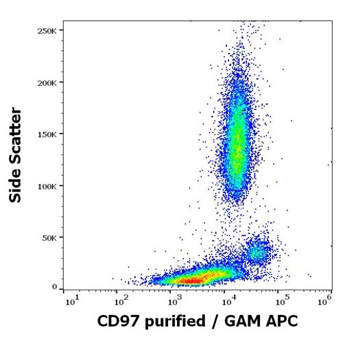 Anti-Hu CD97 Purified