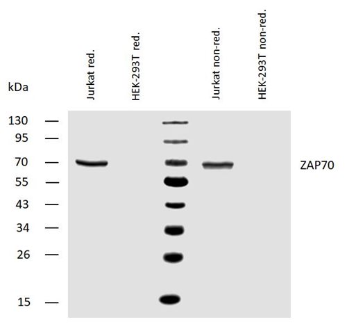 Anti-ZAP70 Purified