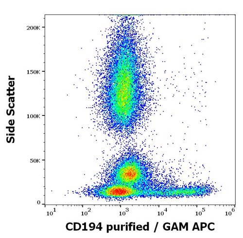Anti-Hu CD194 Purified