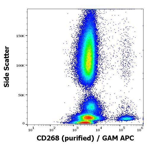 Anti-Hu CD268 Purified