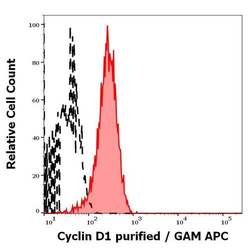 Anti-Cyclin D1 Purified