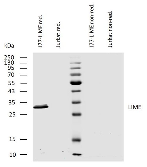 Anti-LIME1 Purified