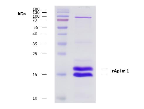 rApi m 1 (Apis mellifera 1.0101)