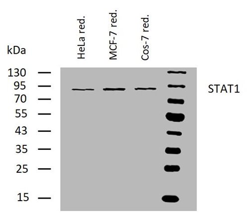 Anti-STAT1 Purified