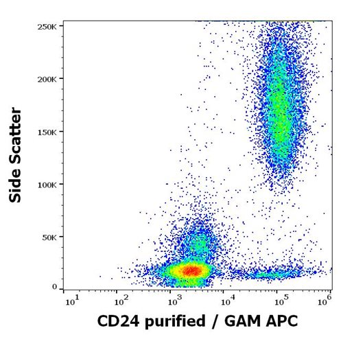 Anti-Hu CD24 Purified