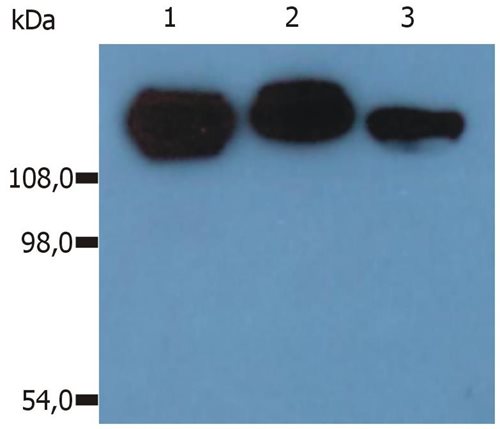 Anti-Hu CD29 Purified