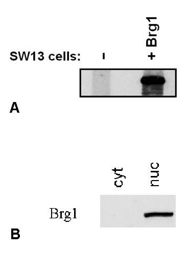 Anti-BRG1 Purified